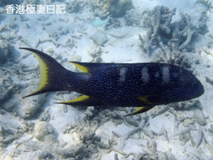 f0190653_9433471.gif
