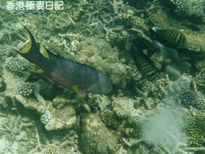 f0190653_9434750.gif
