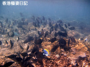 f0190653_944552.jpg