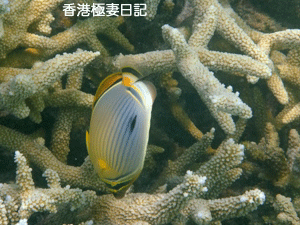f0190653_9454679.gif