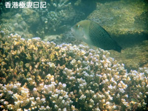 f0190653_946052.jpg