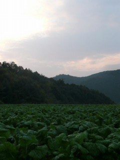 f0055264_20584083.jpg