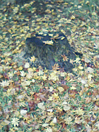 a0050669_23272271.jpg