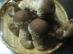 f0082772_2155412.gif
