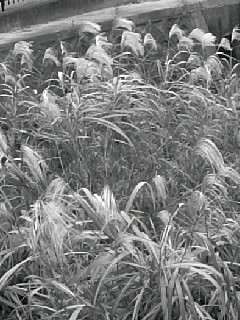 f0100480_2141630.jpg