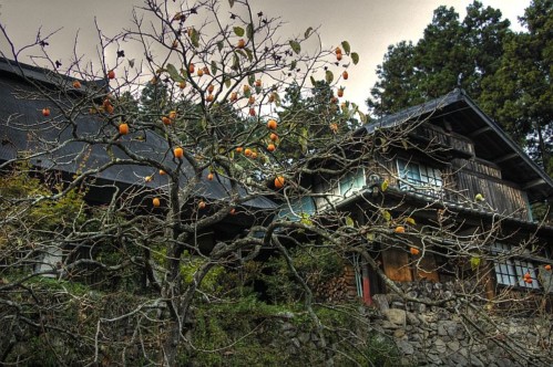 柿のある古民家.jpg