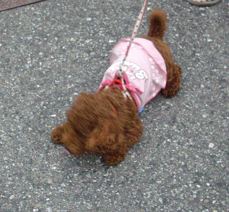 c0138198_1823025.jpg