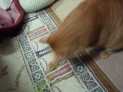 c0145016_1048427.jpg