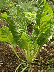c0086221_1812443.jpg