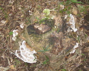 e0121548_21523539.jpg