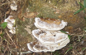 e0121548_2152499.jpg