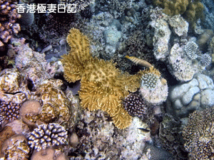 f0190653_9275089.gif
