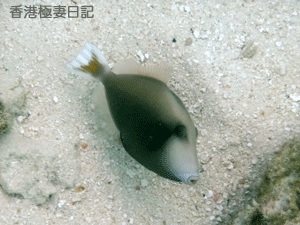 f0190653_9283447.gif