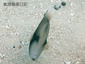 f0190653_9284566.gif