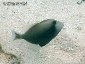 f0190653_9285673.gif