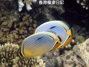 f0190653_929761.gif