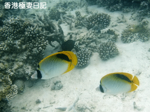 f0190653_9301553.gif