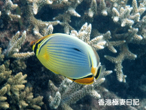 f0190653_9303981.gif