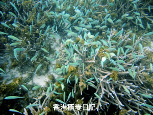 f0190653_9321241.jpg
