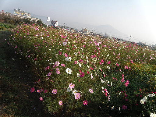 e0184558_910332.jpg