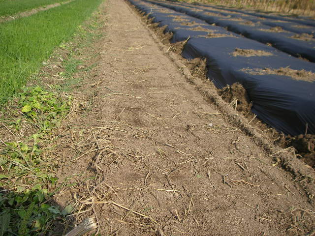 e0181260_2024791.jpg