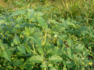 f0055264_201201.jpg