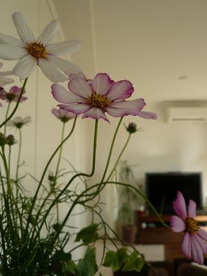 f0200568_19502657.jpg