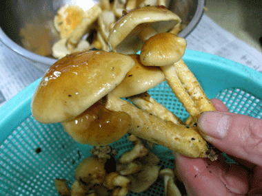 d0050871_1944310.gif