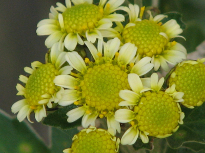 d0050472_1412993.jpg