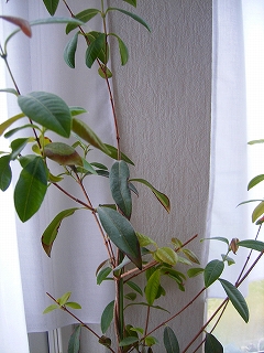 c0217400_2016413.jpg