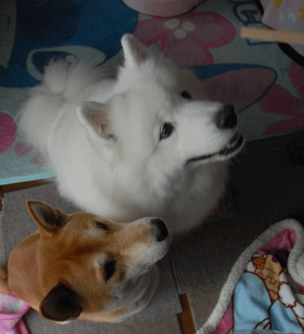 e0018604_17305846.gif