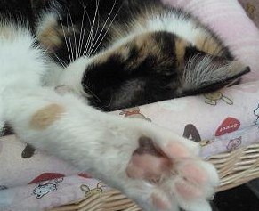 c0201113_1950450.jpg