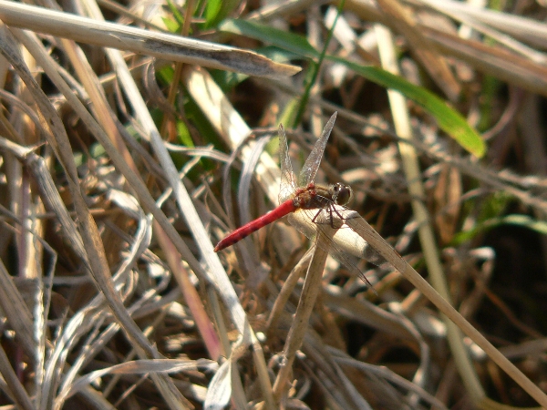 e0002314_1952489.jpg