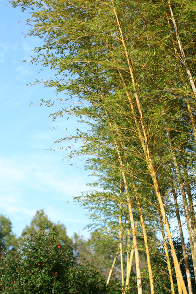 c0163369_938139.jpg