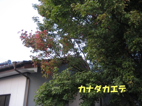 f0003174_1423617.jpg