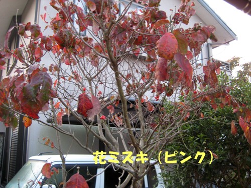 f0003174_1431189.jpg