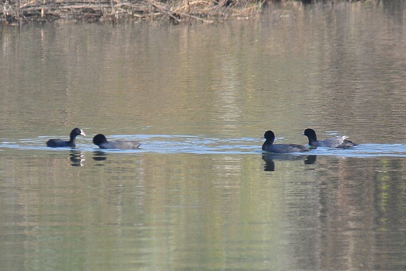 f0168596_2021218.jpg