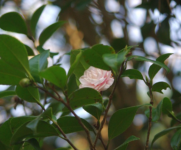 d0147812_1475898.jpg