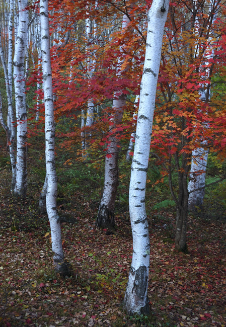 c0143722_14134779.jpg