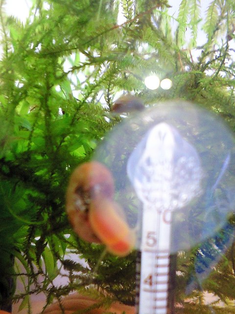 c0223231_1053516.jpg