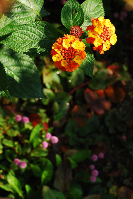 b0075541_2318677.jpg