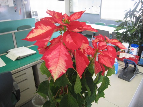 e0051142_1323541.jpg