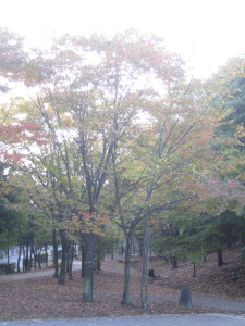 e0121548_20383116.jpg
