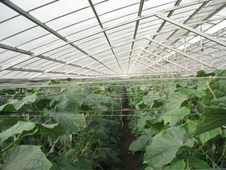 d0081650_8461785.jpg
