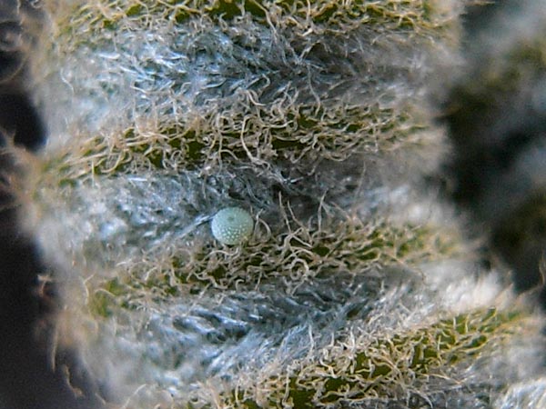 c0045352_16525091.jpg