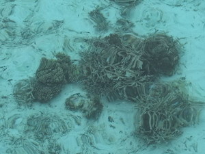 f0190653_8553055.gif