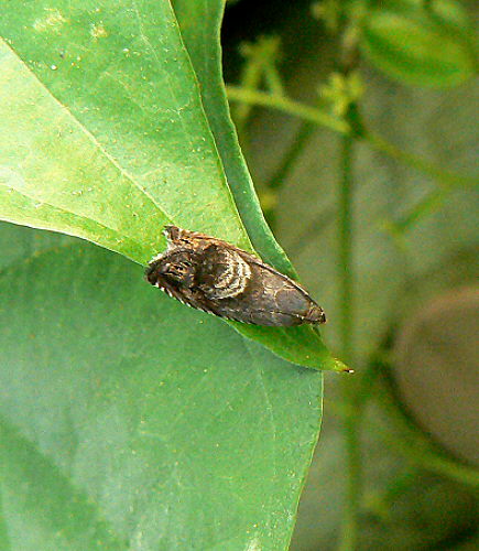 d0091754_356863.jpg