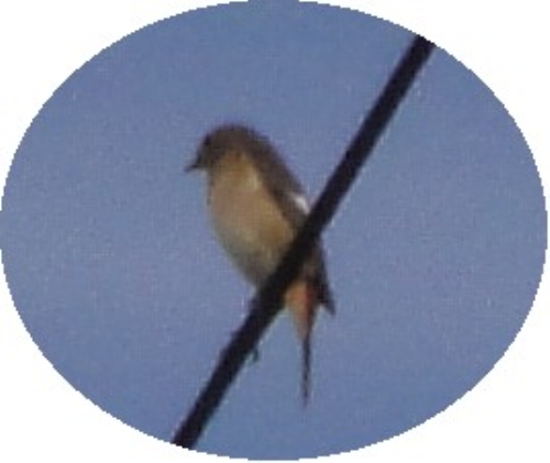 c0108460_1718434.jpg