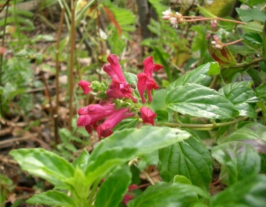 c0186463_16404451.jpg