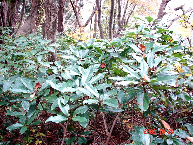 f0104277_6505399.jpg